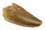 Serrated, Raptor Tooth - Real Dinosaur Tooth #268735-1